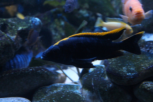 Malawi-Barsch Otopharynxs hybrid