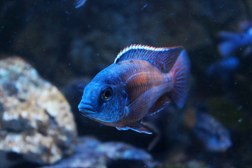 Malawi Barsch Protomelas taeniolatus