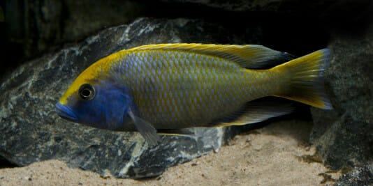 Malawi Barsch Nimbochromis Venustus
